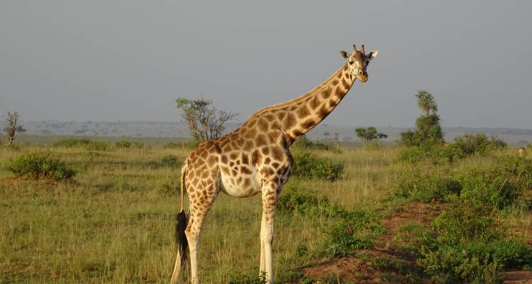 Gorilles, chimpanzés et lac Mburo Safaris Ouganda - 6 jours - Enchanted Uganda Safaris Ltd  2