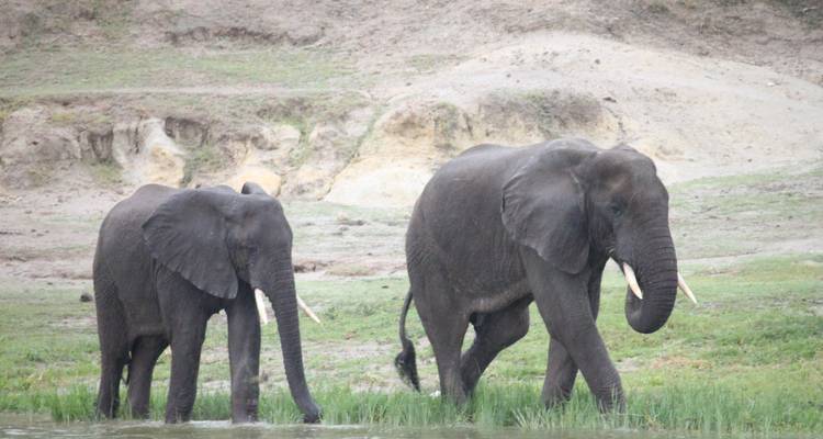 Gorilles, chimpanzés et lac Mburo Safaris Ouganda - 6 jours - Enchanted Uganda Safaris Ltd  3