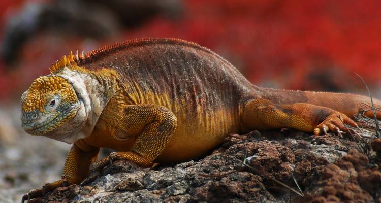 Galapagos Cruise - Central & East Islands in 5 Days aboard the Monserrat - Via Natura Ecuador 2