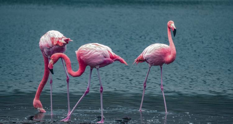 Tres flamencos rosados parados en el agua con un fondo tranquilo.
