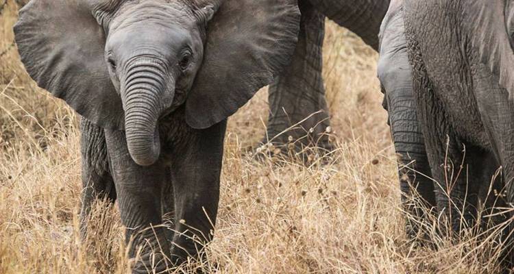 Safari personnalisé en Tanzanie, départ quotidien et aventure privée - Agate Travel 2