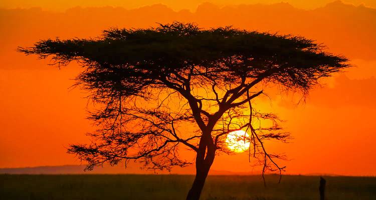 Arbre d'acacia en silhouette se dresse contre un lever de soleil africain orange flamboyant