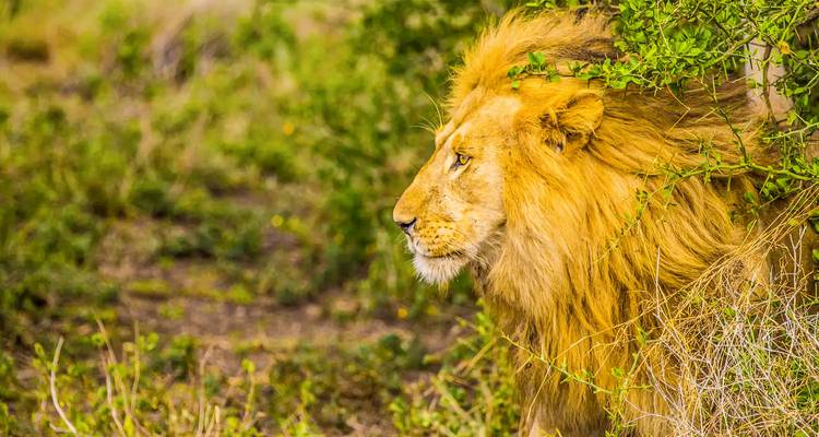 Lion mâle majestueux à la crinière flottante regardant à travers le feuillage des buissons