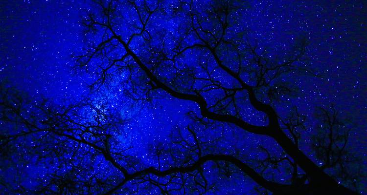 Des branches d'arbres en silhouette encadrent un ciel nocturne brillant rempli d'étoiles