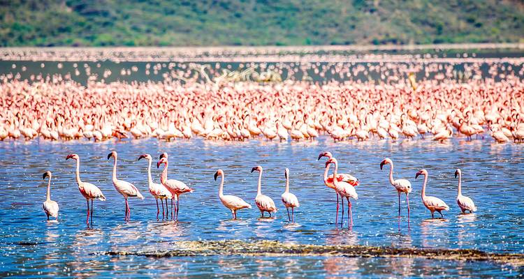 Des milliers de flamants roses recouvrent un lac de la vallée du Rift créant une mer rose sous un ciel bleu