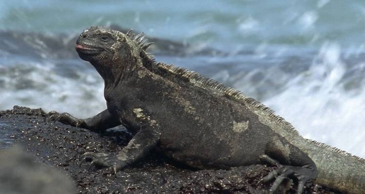 Crucero Galápagos - islas central y norte en 4 días a bordo del Monserrat - Via Natura Ecuador 4