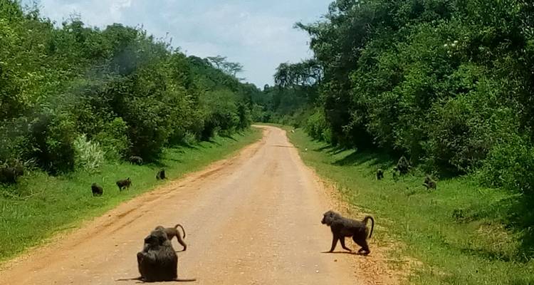 Gorille, chimpanzé et source du Nil - 14 jours - Enchanted Uganda Safaris Ltd  4