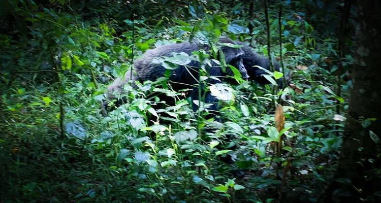 Gorille, chimpanzé et source du Nil - 14 jours - Enchanted Uganda Safaris Ltd  6