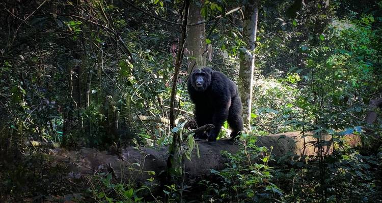 Gorille, chimpanzé et source du Nil - 14 jours - Enchanted Uganda Safaris Ltd  7