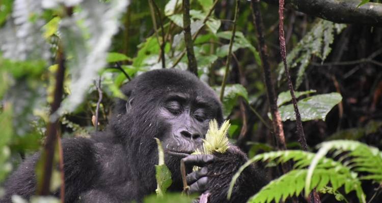 Gorille, chimpanzé et source du Nil - 14 jours - Enchanted Uganda Safaris Ltd  8