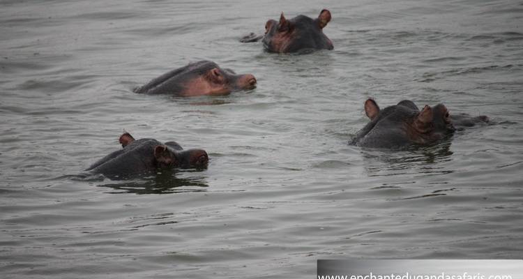 Gorille, chimpanzé et source du Nil - 14 jours - Enchanted Uganda Safaris Ltd  9