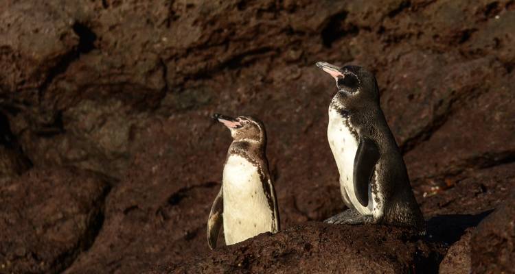 Galapagos Cruise - Discover Central, East & South Islands in 8 Days aboard the Monserrat - Via Natura Ecuador 2