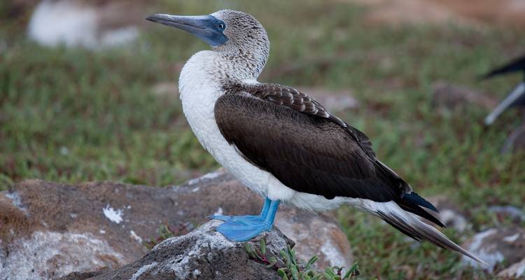 Galapagos Cruise - Discover Central, East & South Islands in 8 Days aboard the Monserrat - Via Natura Ecuador 4