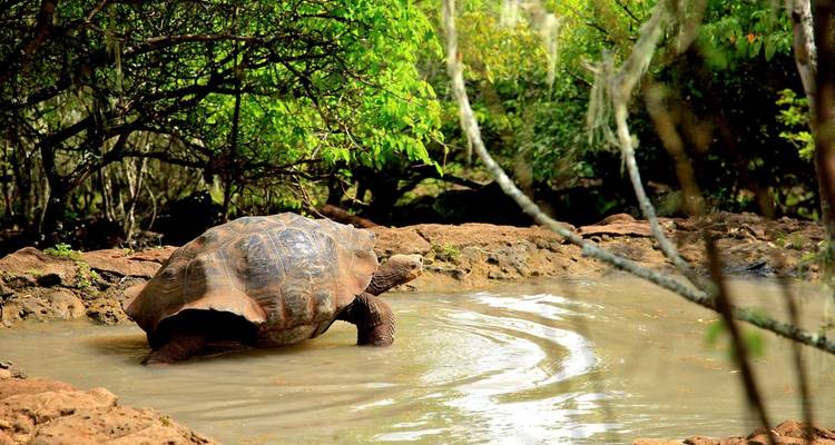 Galapagos Cruise - Discover Central, East & South Islands in 8 Days aboard the Monserrat - Via Natura Ecuador 7