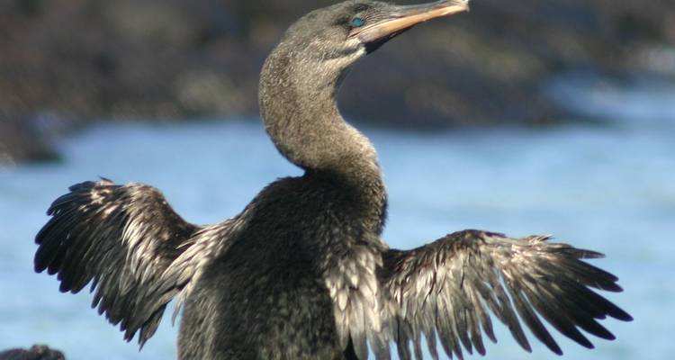 Croisière aux Galápagos - Découvrez les îles centrales, nord et ouest en 8 jours à bord du Monserrat - Via Natura Ecuador 7
