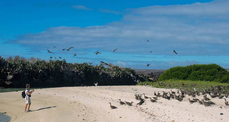 Croisière aux Galápagos - Découvrez les îles centrales, nord et ouest en 8 jours à bord du Monserrat - Via Natura Ecuador 8