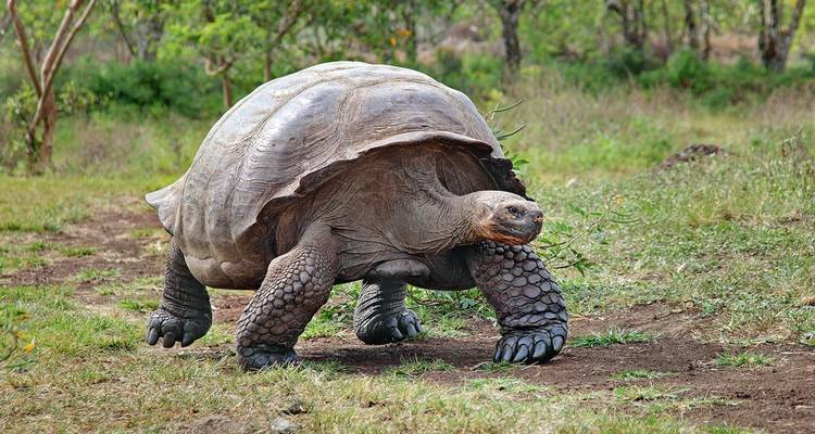 Croisière aux Galápagos - Îles centrales, occidentales, orientales et méridionales en 12 jours à bord du Monserrat - Via Natura Ecuador 3