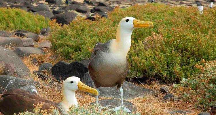 Couple d'Albatros des Galápagos sur un paysage herbeux.
