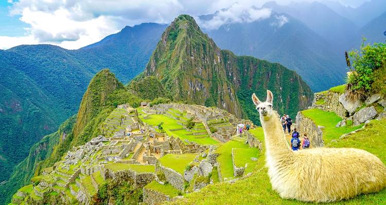 Llama liggend met Machu Picchu op de achtergrond.