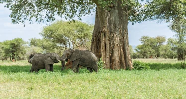 Voyage privé sur mesure du circuit nord de la Tanzanie - Agate Travel 4