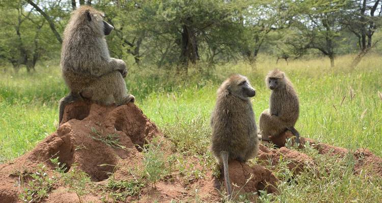 Tailor-Made Private Tanzania & Zanzibar Adventure, Daily Departure - Agate Travel 2