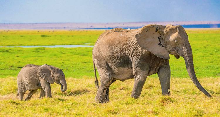 An adult elephant leads its calf across fresh green grass with wetlands in the background.