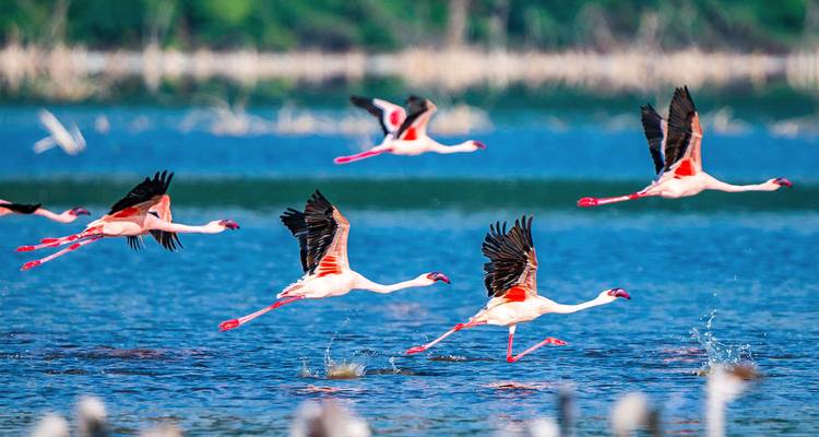 Flamingos take flight, skimming across a vibrant blue lake with splashes of water.