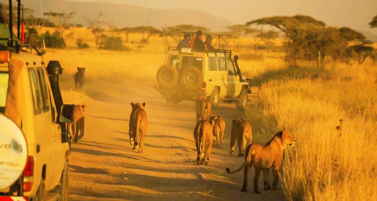 A pride of lions strolls down a dusty track between two safari vehicles at golden hour.