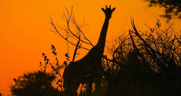 Silhouette of a giraffe against a fiery orange sunset sky amid thorny bushes.