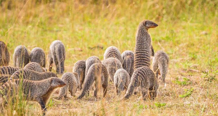 A troop of banded mongooses forages in tall dry grass while one sentinel stands upright.