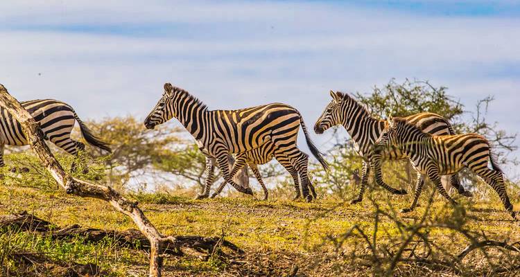 Four zebras stride across a sunny hillside dotted with branches and shrubs.