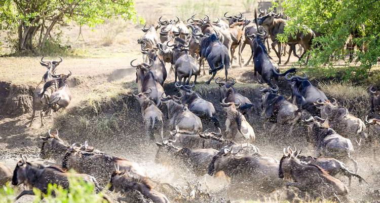 A dramatic rush of wildebeest splashes through a river during migration.