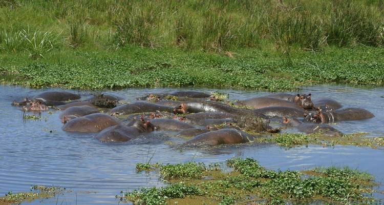Safaris personnalisés dans le sud de la Tanzanie, départ quotidien et voyage privé - Agate Travel 7