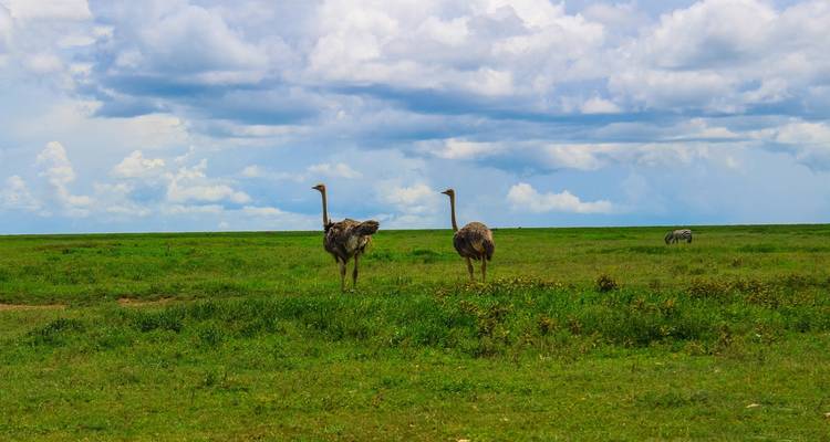 Safaris personnalisés dans le sud de la Tanzanie, départ quotidien et voyage privé - Agate Travel 2