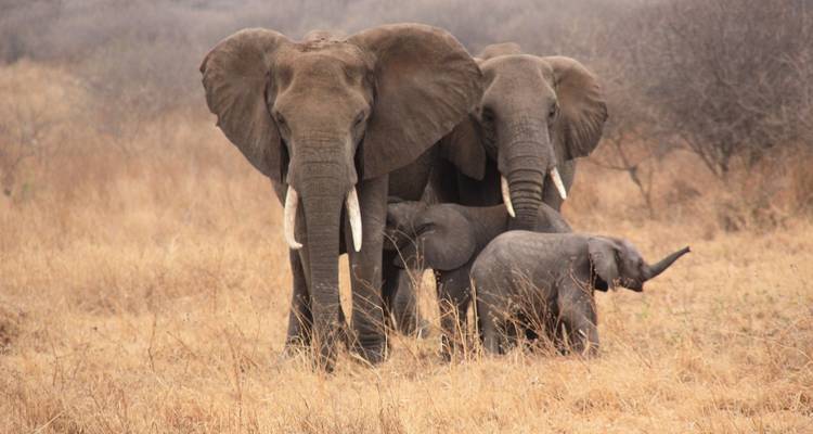 Safaris personnalisés dans le sud de la Tanzanie, départ quotidien et voyage privé - Agate Travel 8