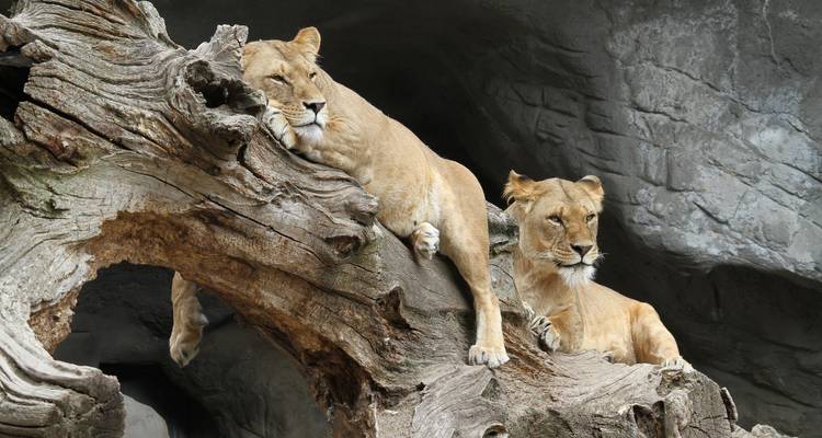 Safaris personnalisés dans le sud de la Tanzanie, départ quotidien et voyage privé - Agate Travel 1