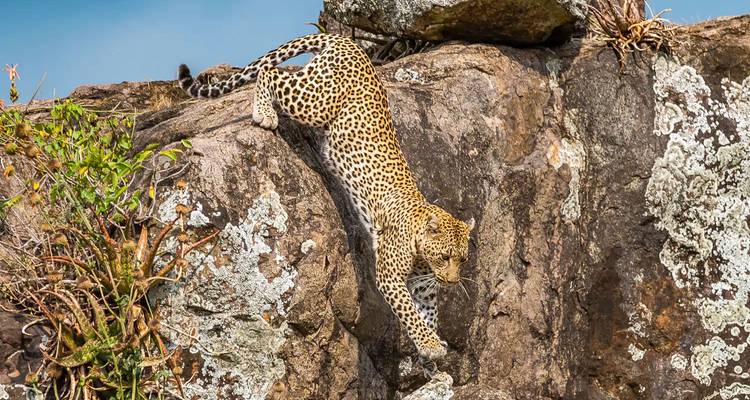 Un léopard descend prudemment une paroi rocheuse accidentée couverte de lichens.