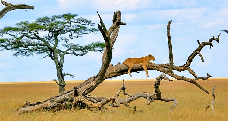 Une lionne se repose langoureusement sur la branche d'un arbre mort au-dessus de la savane ouverte.