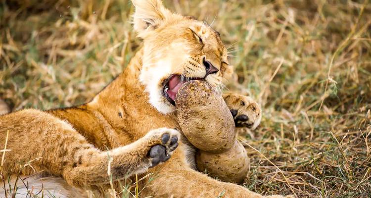 Un jeune lionceau ronge avec enthousiasme un objet recouvert de boue dans l'herbe sèche.