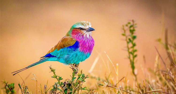 Un rollier à poitrine lilas aux couleurs éclatantes se tient en équilibre sur une brindille contre un champ flou et doux.