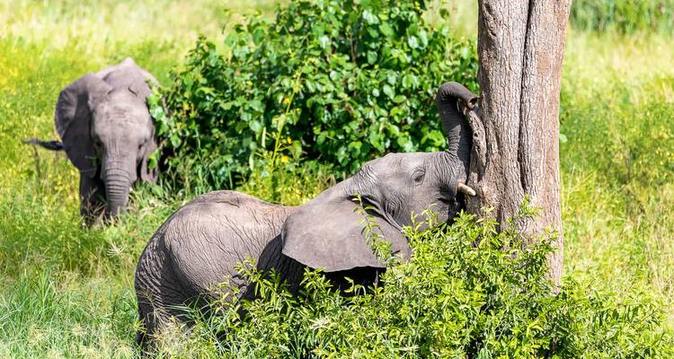 Deux éléphants broutent un feuillage luxuriant ; l'un utilise sa trompe pour arracher l'écorce d'un arbre.