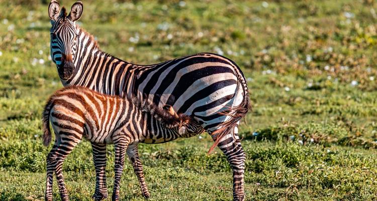 Un poulain zèbre tète sa mère dans un pré vert parsemé de petites fleurs.