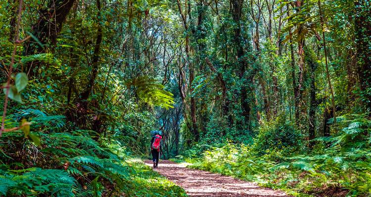 Un excursionista solitario con una mochila roja camina por un sendero vibrante y verde de la selva tropical.