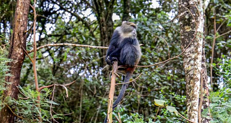 Primer plano de un mono posado en una rama delgada en un bosque denso.