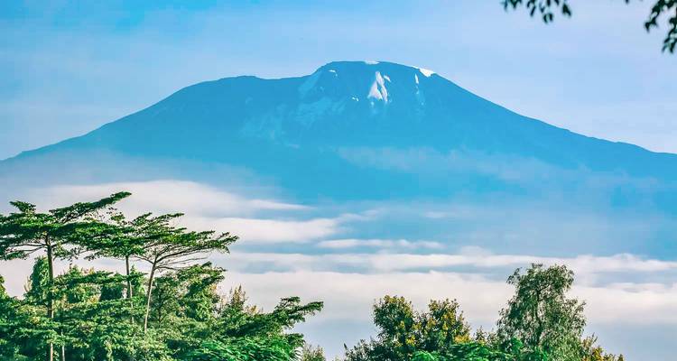 El majestuoso Monte Kilimanjaro se alza sobre un mar de nubes enmarcado por frondosos árboles.