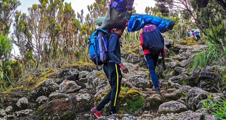 Porteadores cargando mochilas pesadas suben por un sendero rocoso y musgoso en el Kilimanjaro.