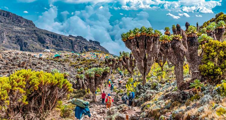 Los excursionistas serpentean por un valle de senecio gigante con acantilados dramáticos y campamentos a la vista.