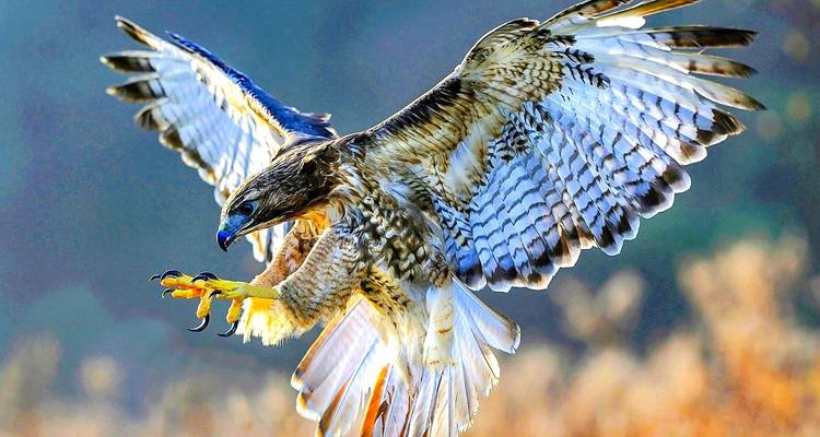 Havik of arend in vlucht met gedetailleerde verenkleed zichtbaar.