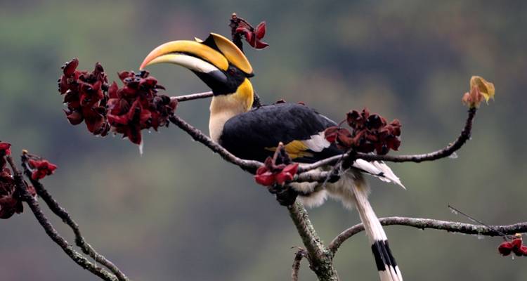 Nashornvogel auf einem Ast mit roten Blüten.