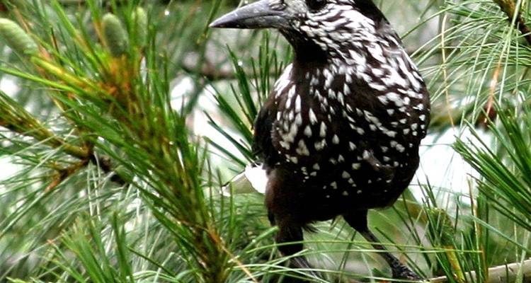 Circuit ornithologique et animalier au Bhoutan - Bhutan Best Inbound Tour 10